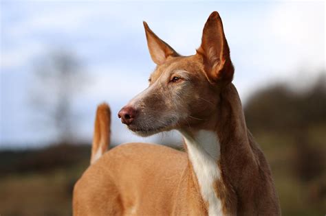 podenco paternino|Types of Podencos or Warren Hounds